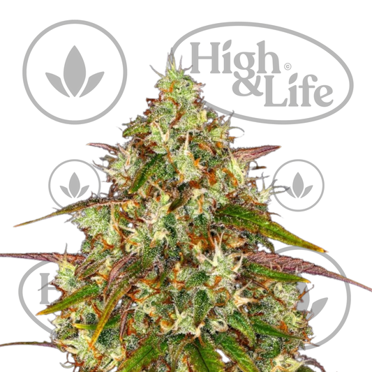 Osta Liberty Haze kannabiksen siemenet High & Life Storesta