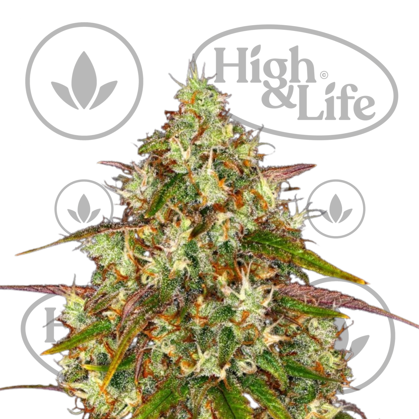 Osta Liberty Haze kannabiksen siemenet High & Life Storesta