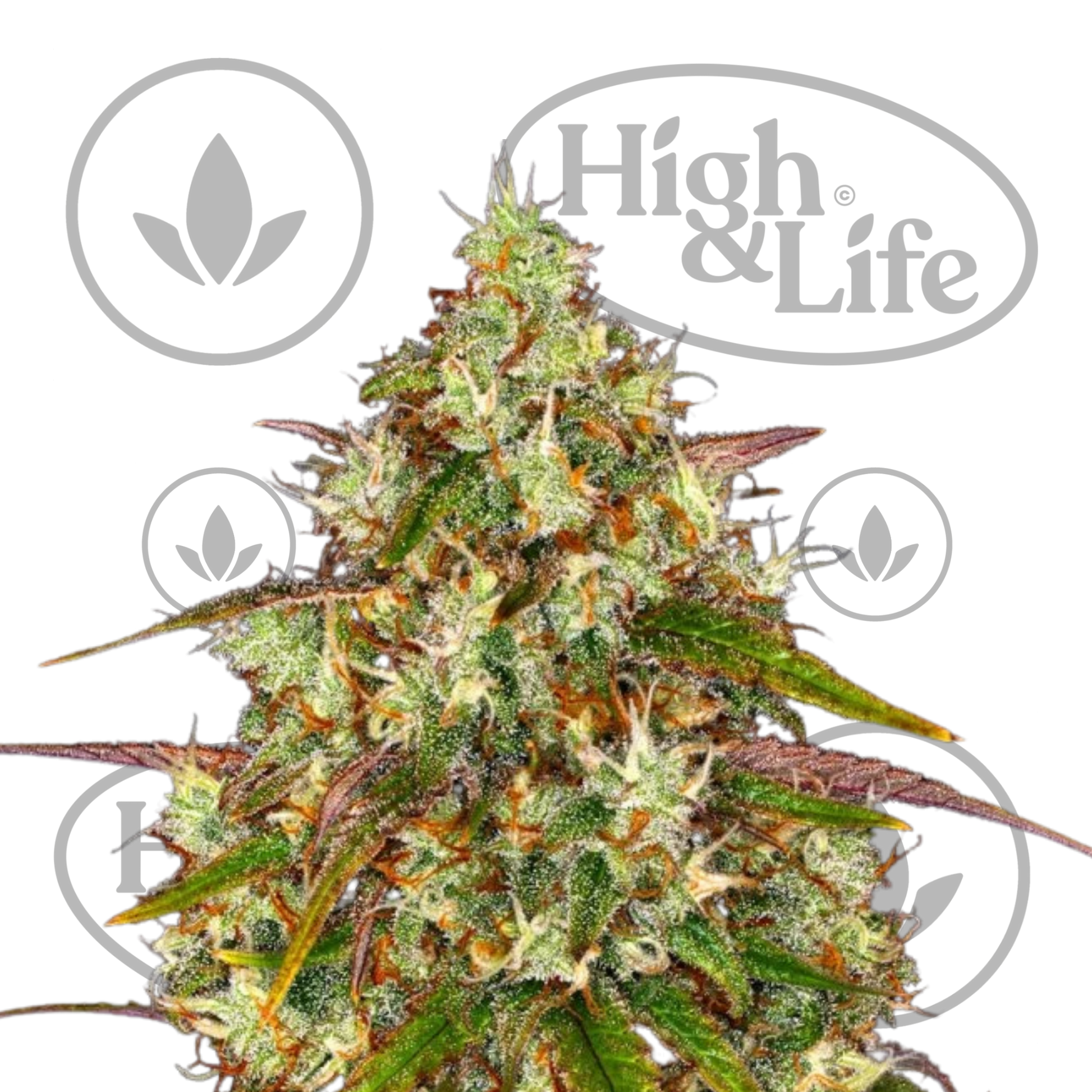 Osta Liberty Haze kannabiksen siemenet High & Life Storesta