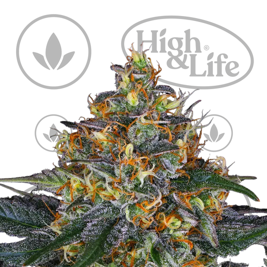 Osta Moby Dick kannabiksen siemenet High & Life Storesta