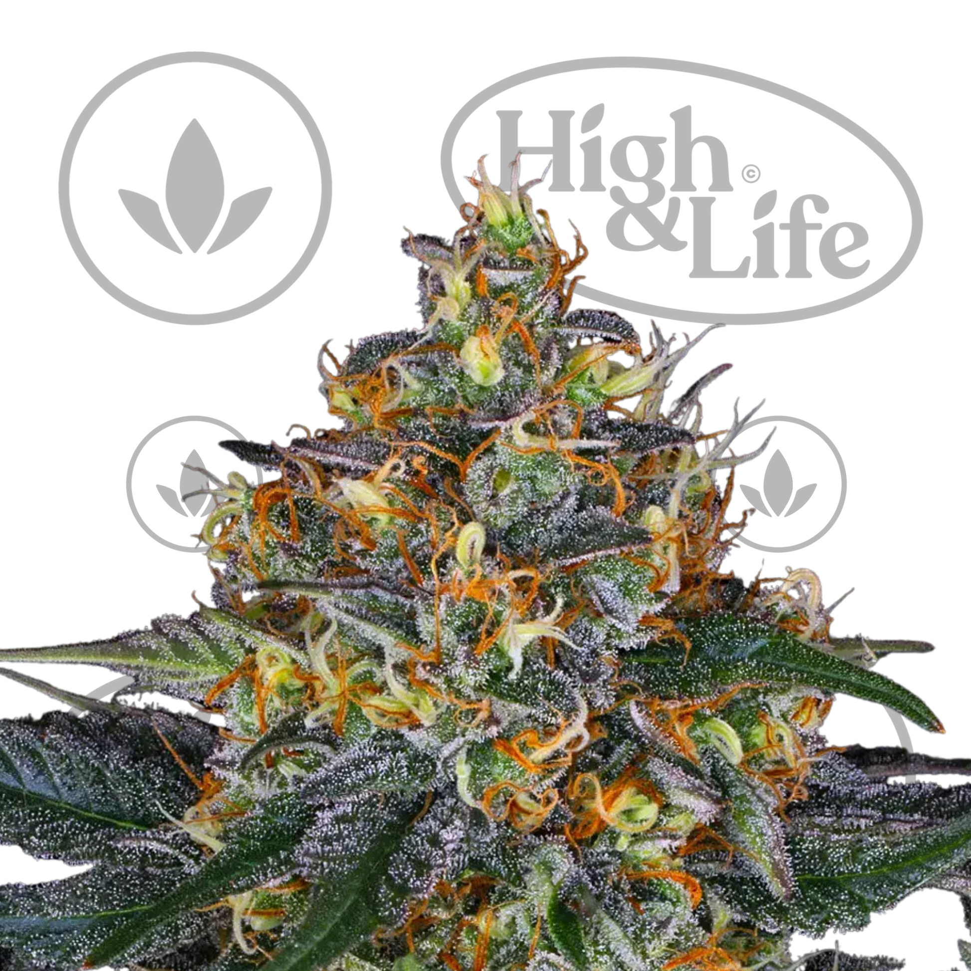 Osta Moby Dick kannabiksen siemenet High & Life Storesta