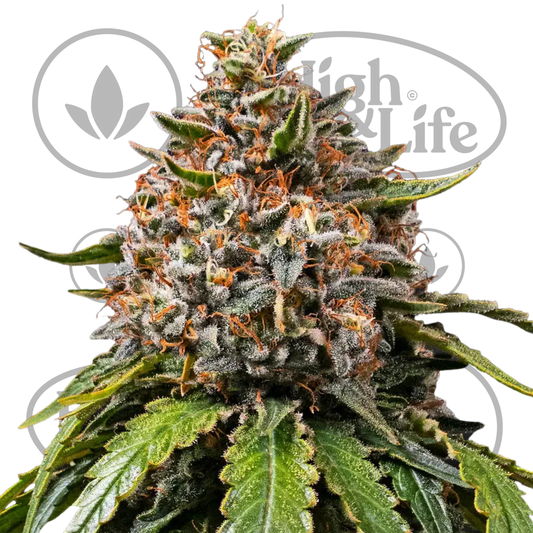 Osta White Widow XXL kannabiksen siemenet High & Life Storesta