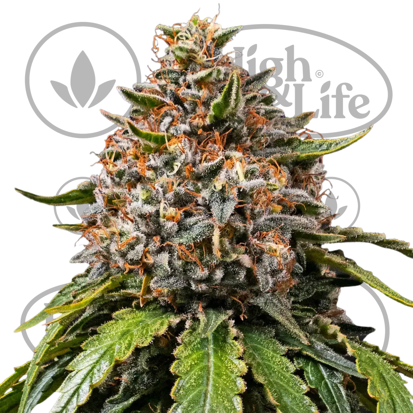 Osta White Widow XXL kannabiksen siemenet High & Life Storesta