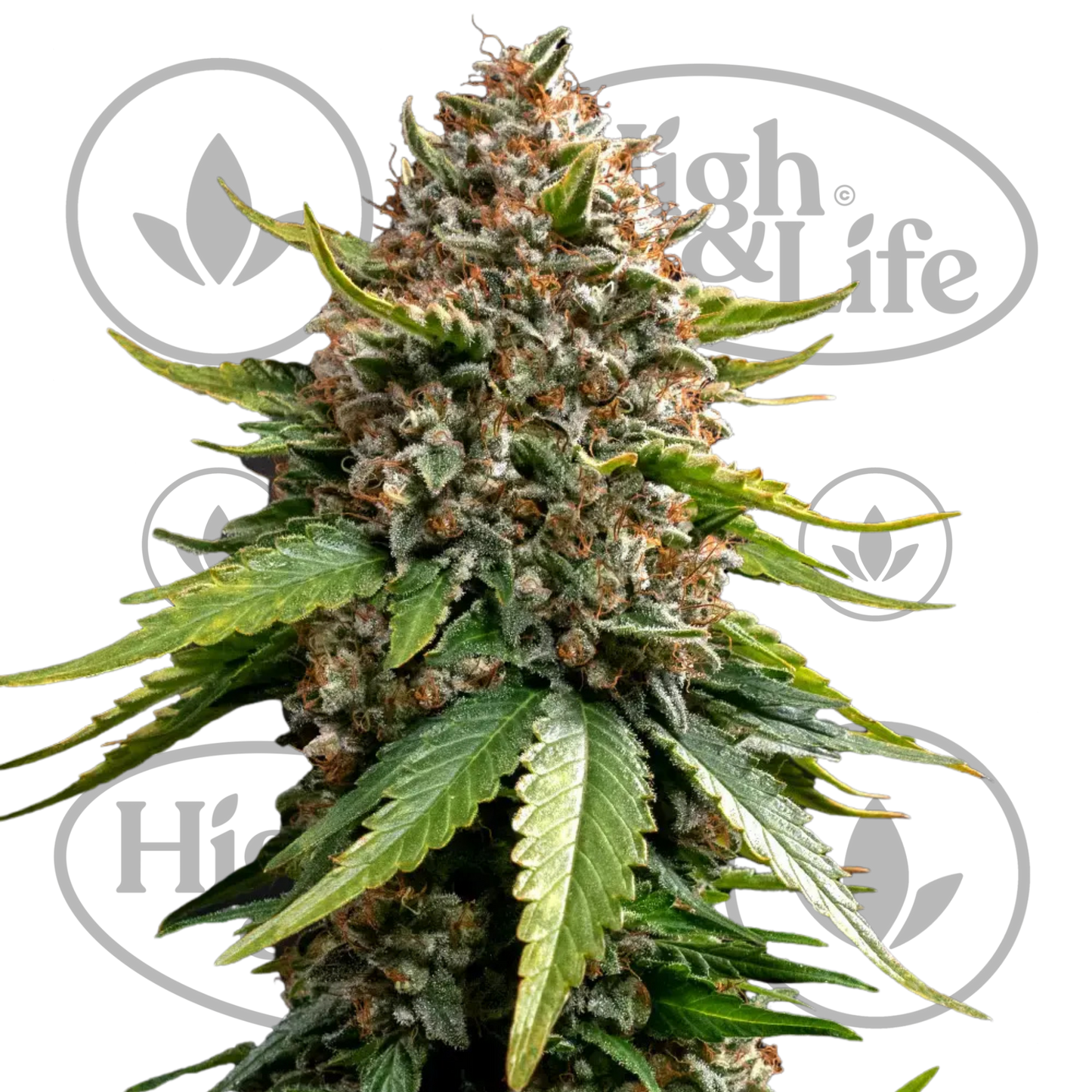 Osta White Widow XXL (Auto) kannabiksen siemenet High & Life Storesta