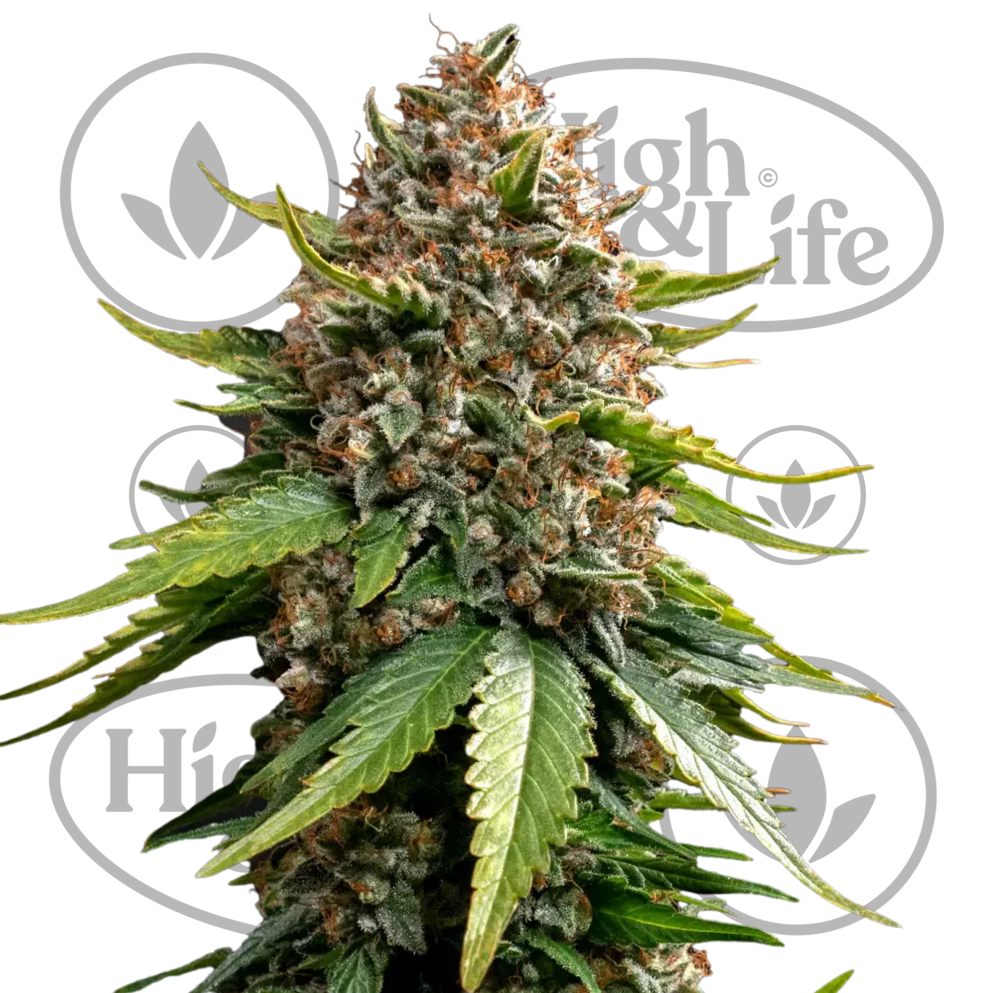 Osta White Widow XXL (Auto) kannabiksen siemenet High & Life Storesta
