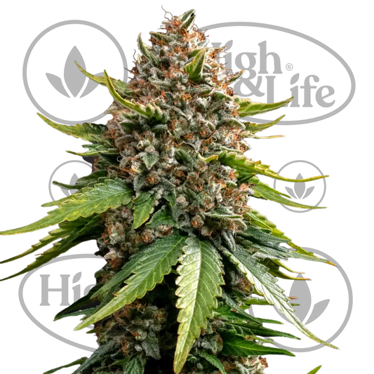 Osta White Widow XXL (Auto) kannabiksen siemenet High & Life Storesta