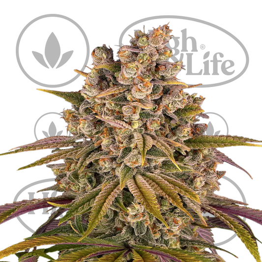Osta Lemon Tree kannabiksen siemenet High & Life Storesta