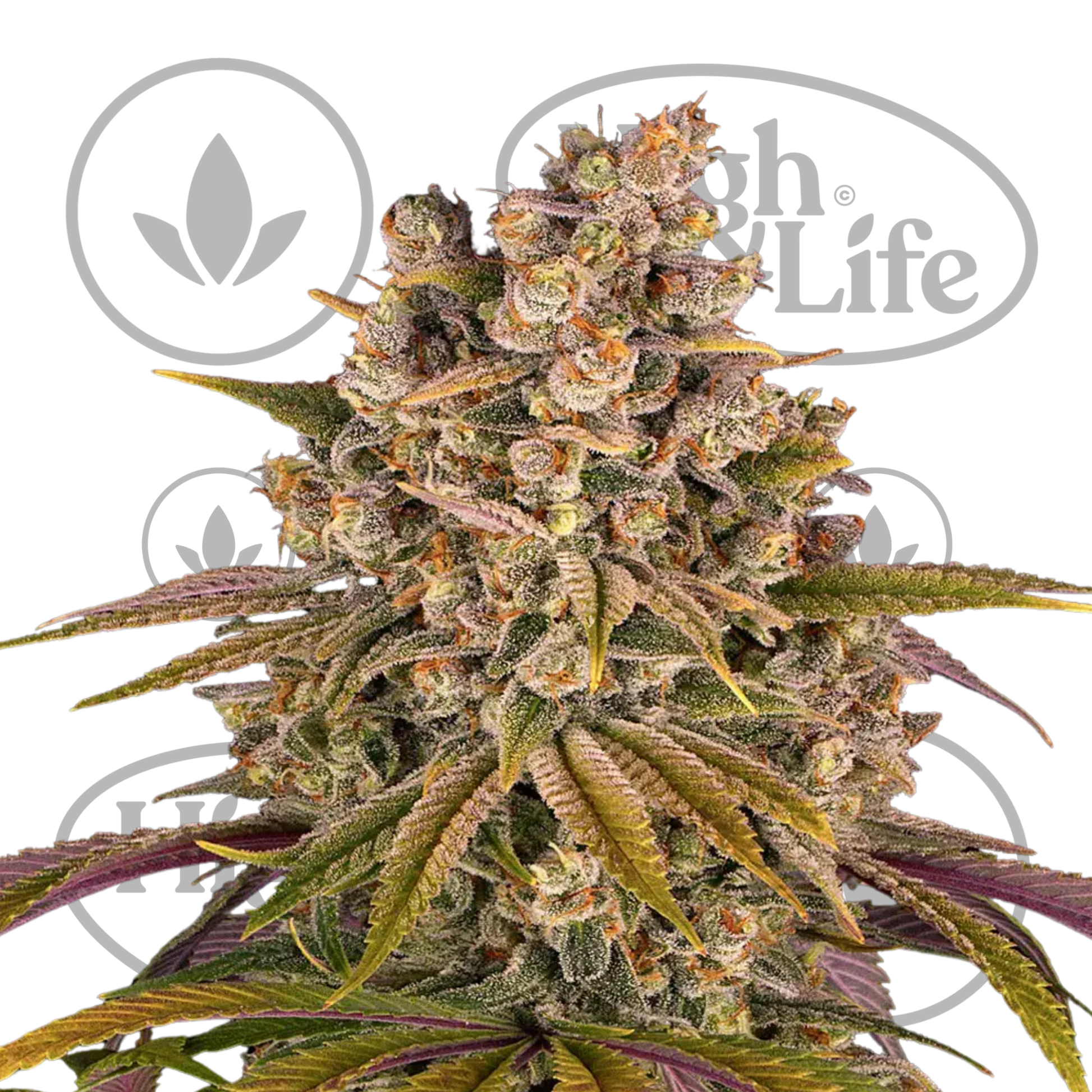 Osta Lemon Tree kannabiksen siemenet High & Life Storesta