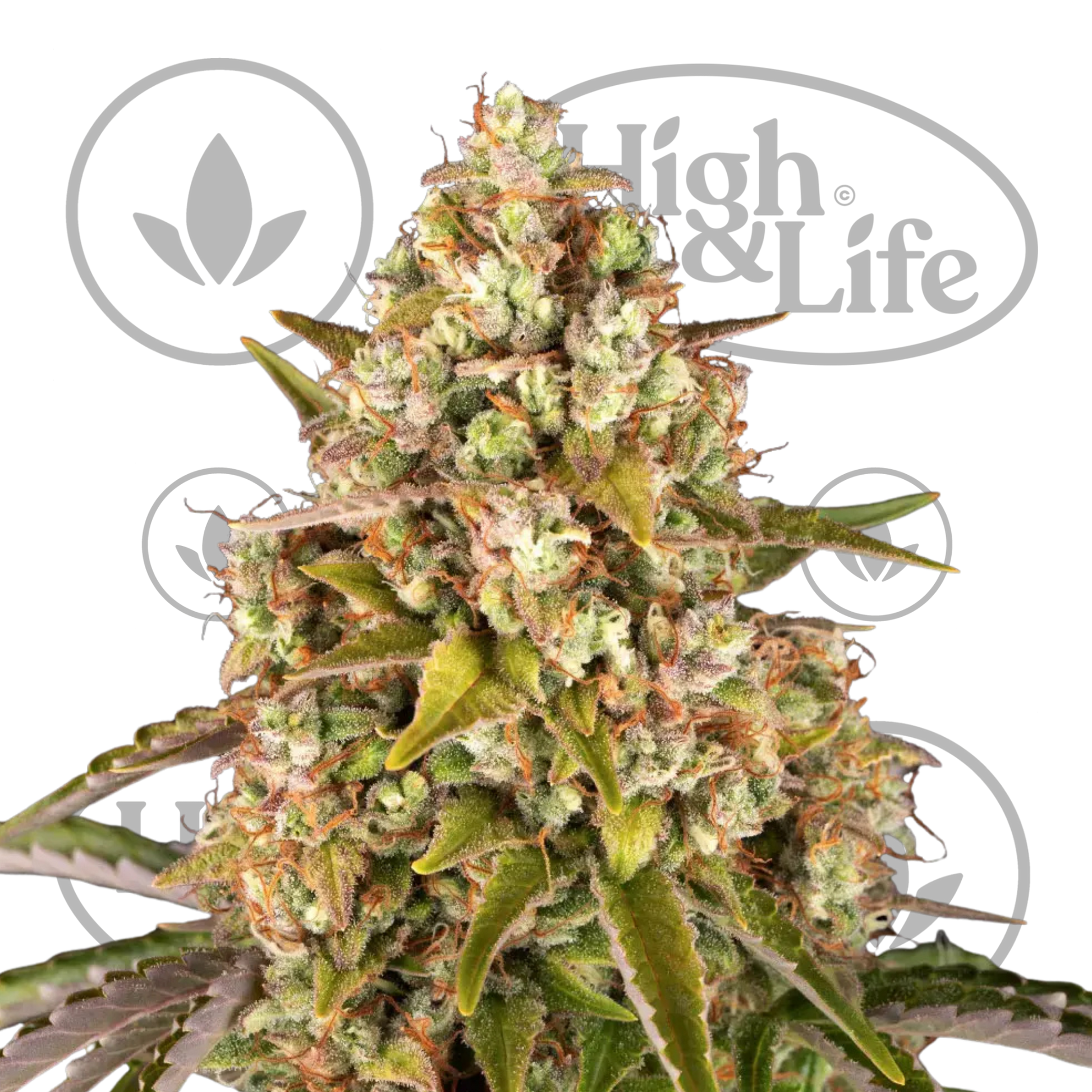 Osta Critical Kush (Auto) kannabiksen siemenet High & Life Storesta