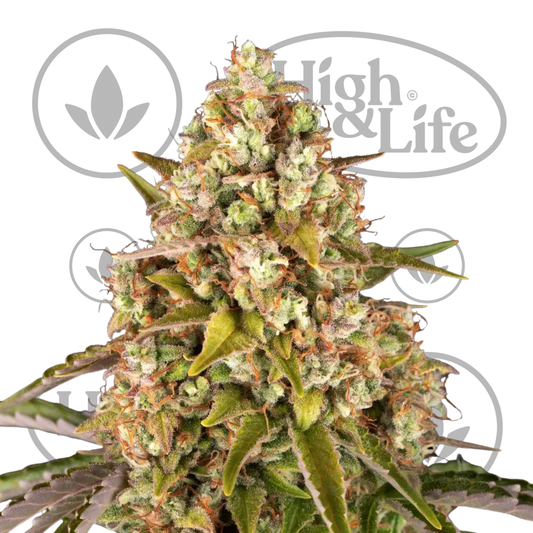Osta Critical Kush (Auto) kannabiksen siemenet High & Life Storesta