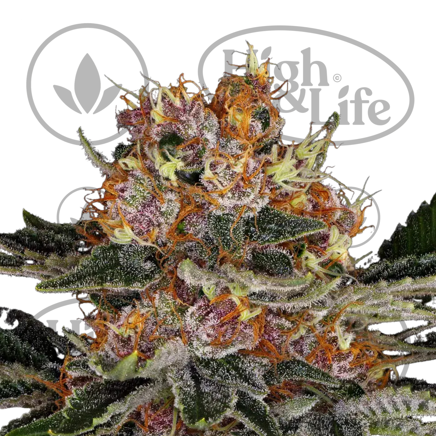 Osta Purple Punch (Auto) kannabiksen siemenet High & Life Storesta