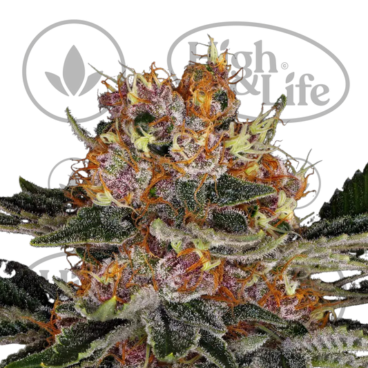 Osta Purple Punch (Auto) kannabiksen siemenet High & Life Storesta