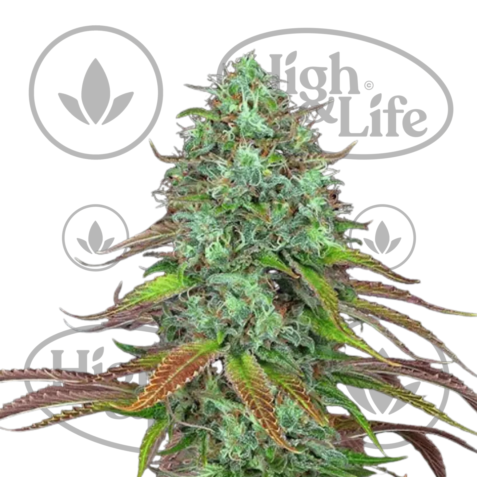 Osta LSD (Auto) kannabiksen siemenet High & Life Storesta