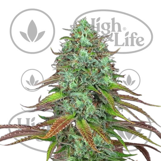 Osta LSD (Auto) kannabiksen siemenet High & Life Storesta