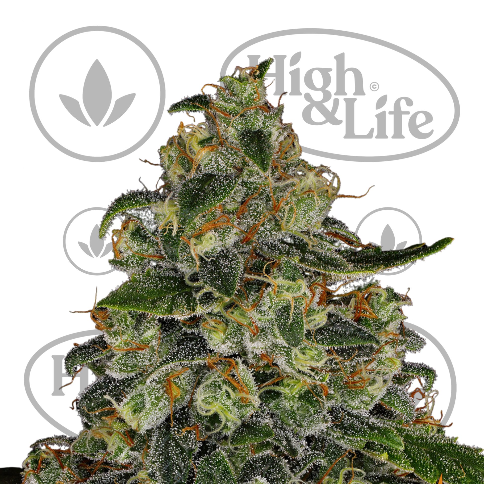Osta Blue Gelato 41 kannabiksen siemenet High & Life Storesta