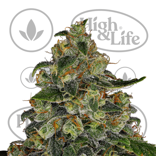 Osta Blue Gelato 41 kannabiksen siemenet High & Life Storesta
