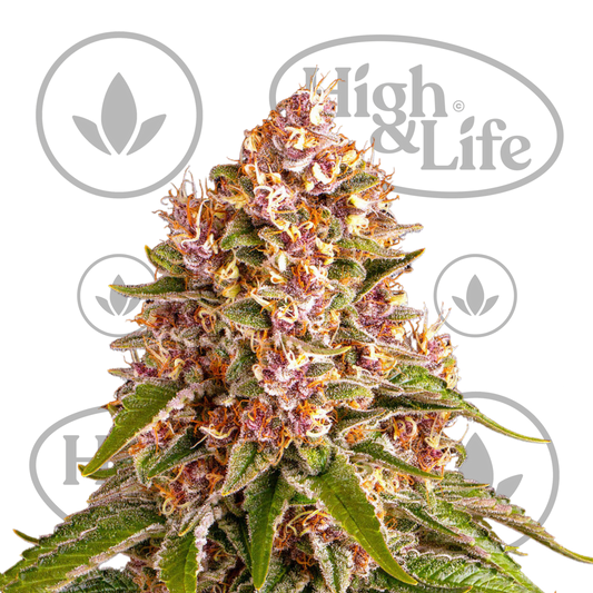 Osta Pink Kush kannabiksen siemenet High & Life Storesta
