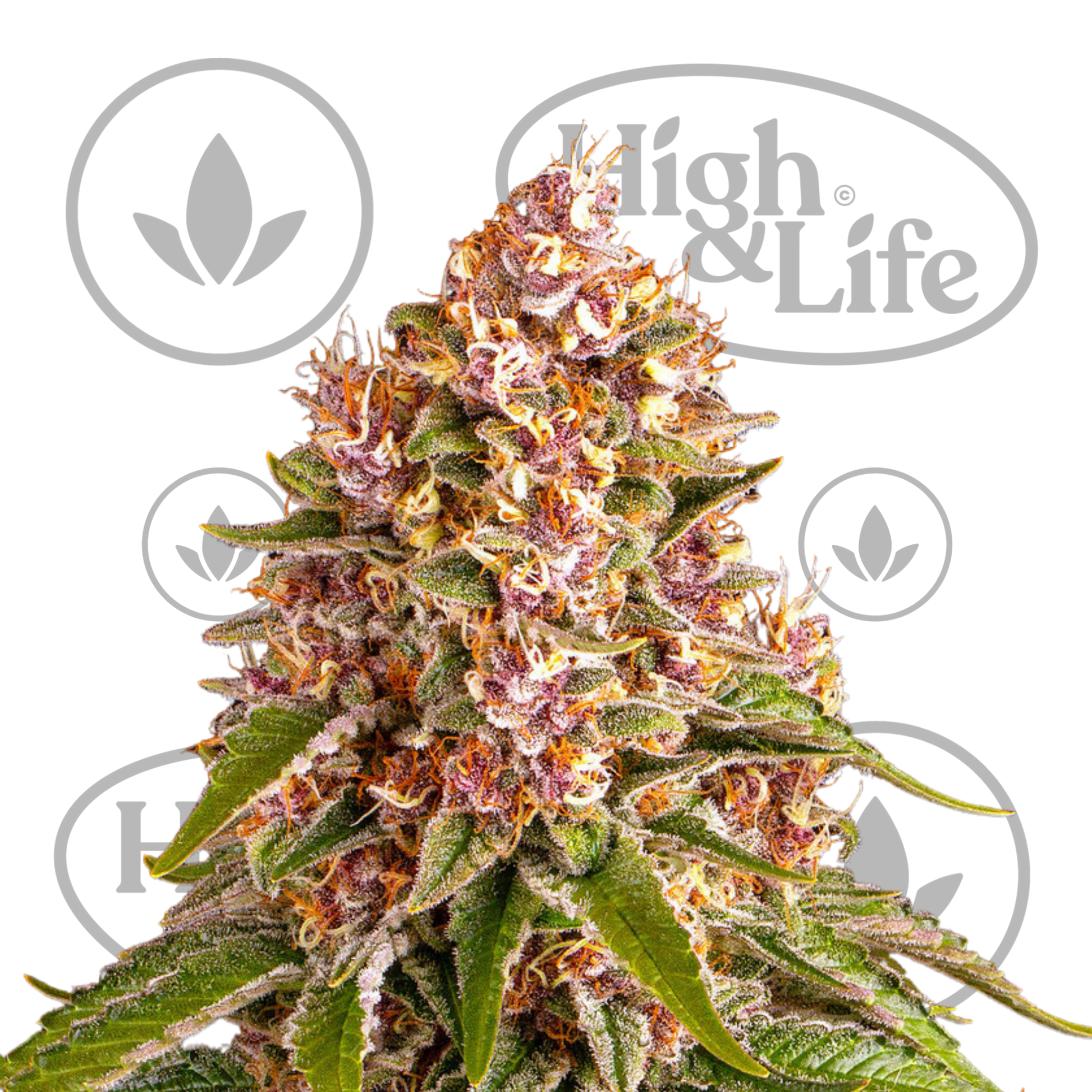 Osta Pink Kush kannabiksen siemenet High & Life Storesta