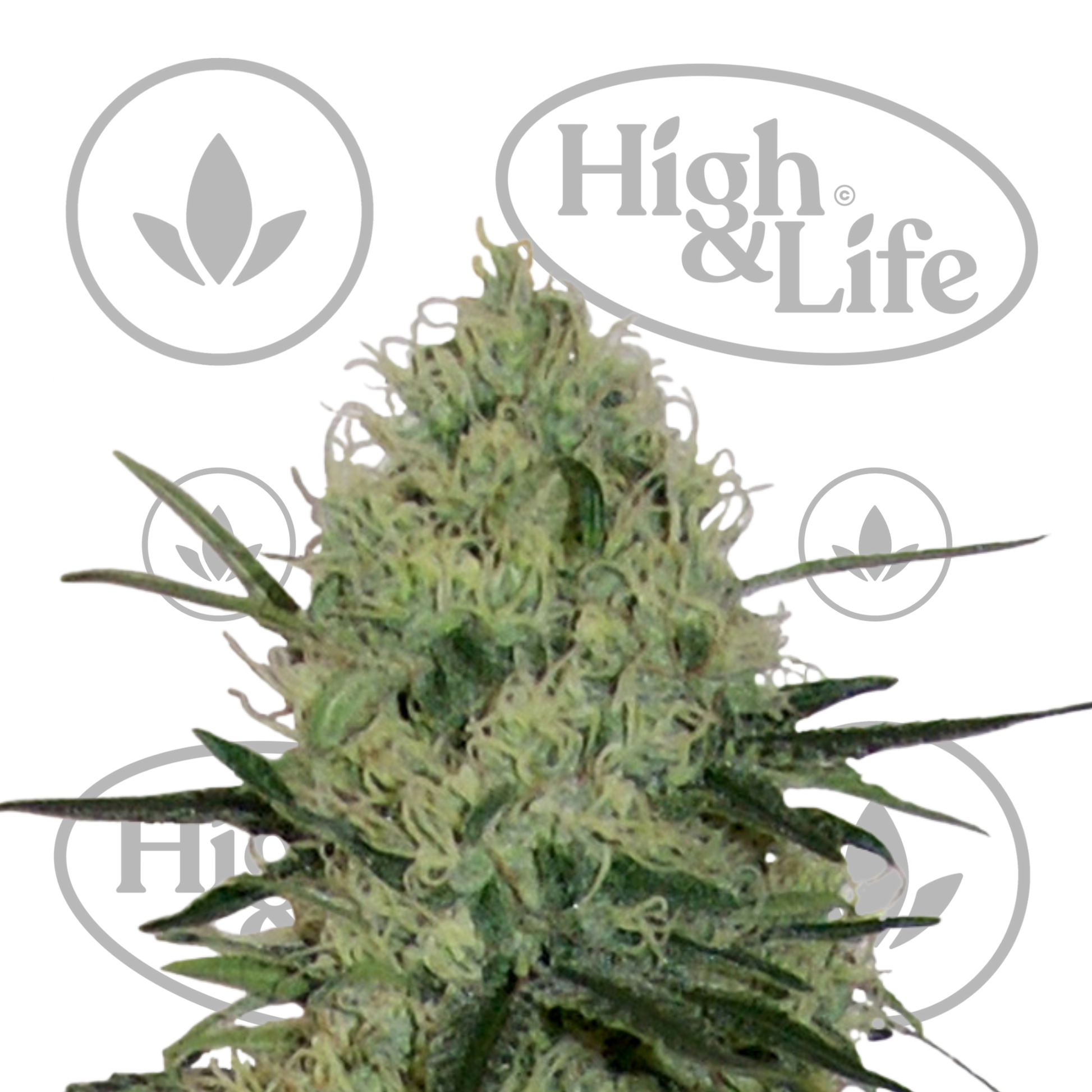 Osta Tangerine Dream Auto kannabiksen siemenet High & Life Storesta