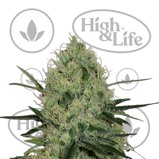 Osta Tangerine Dream Auto kannabiksen siemenet High & Life Storesta