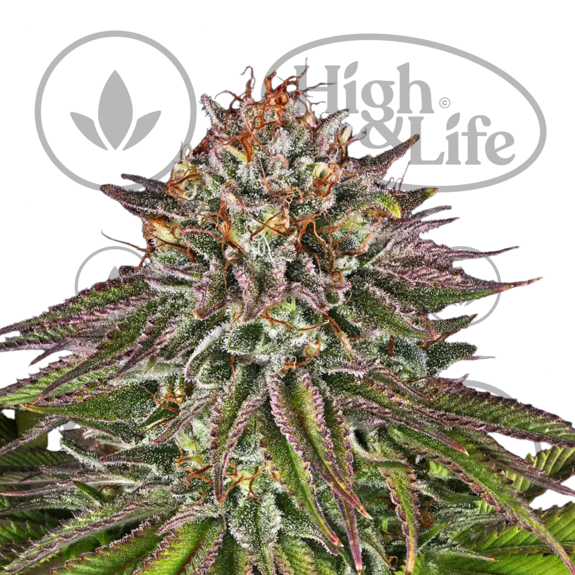 Osta Critical Kush kannabiksen siemenet High & Life Storesta