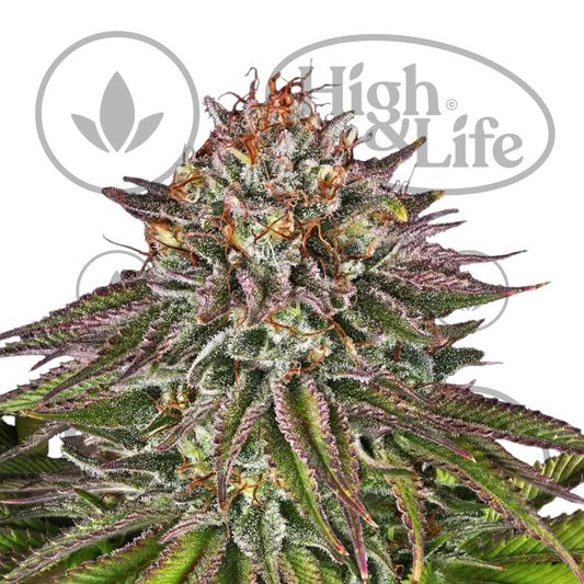 Osta Critical Kush kannabiksen siemenet High & Life Storesta