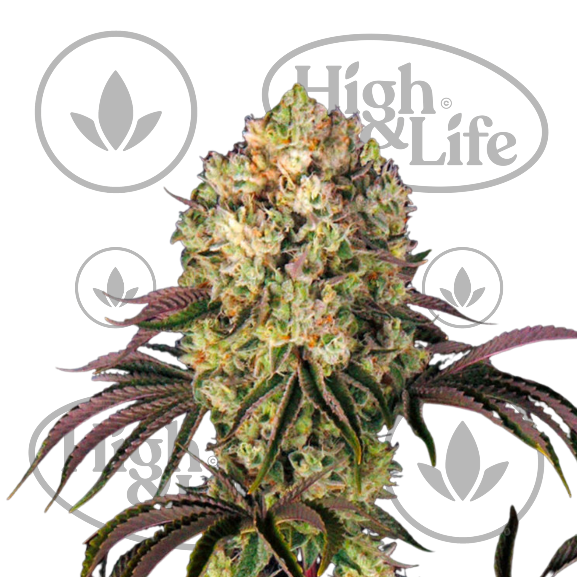 Osta Glookies kannabiksen siemenet High & Life Storesta