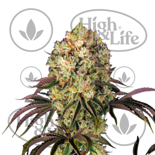 Osta Glookies kannabiksen siemenet High & Life Storesta