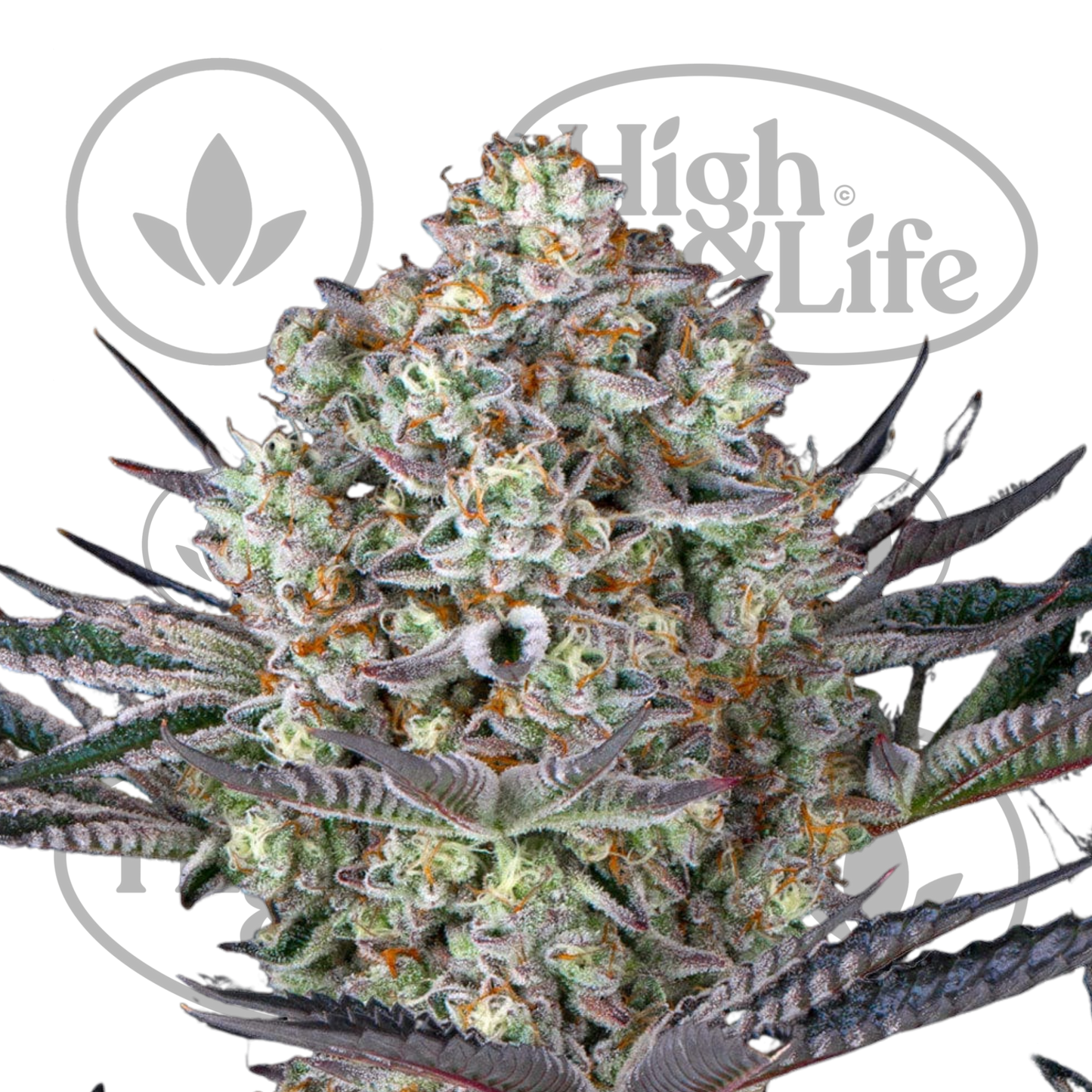 Osta Dos Si Dos 33 kannabiksen siemenet High & Life Storesta