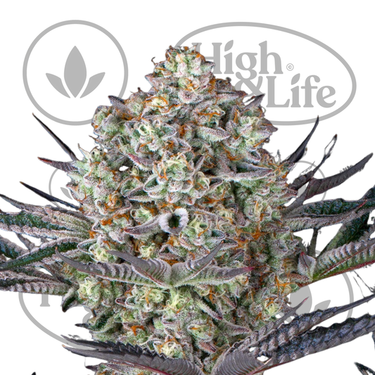 Osta Dos Si Dos 33 kannabiksen siemenet High & Life Storesta