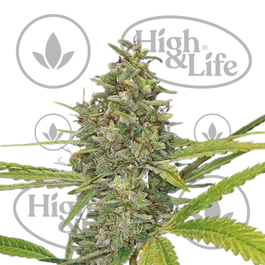 Osta G13 Haze kannabiksen siemenet High & Life Storesta