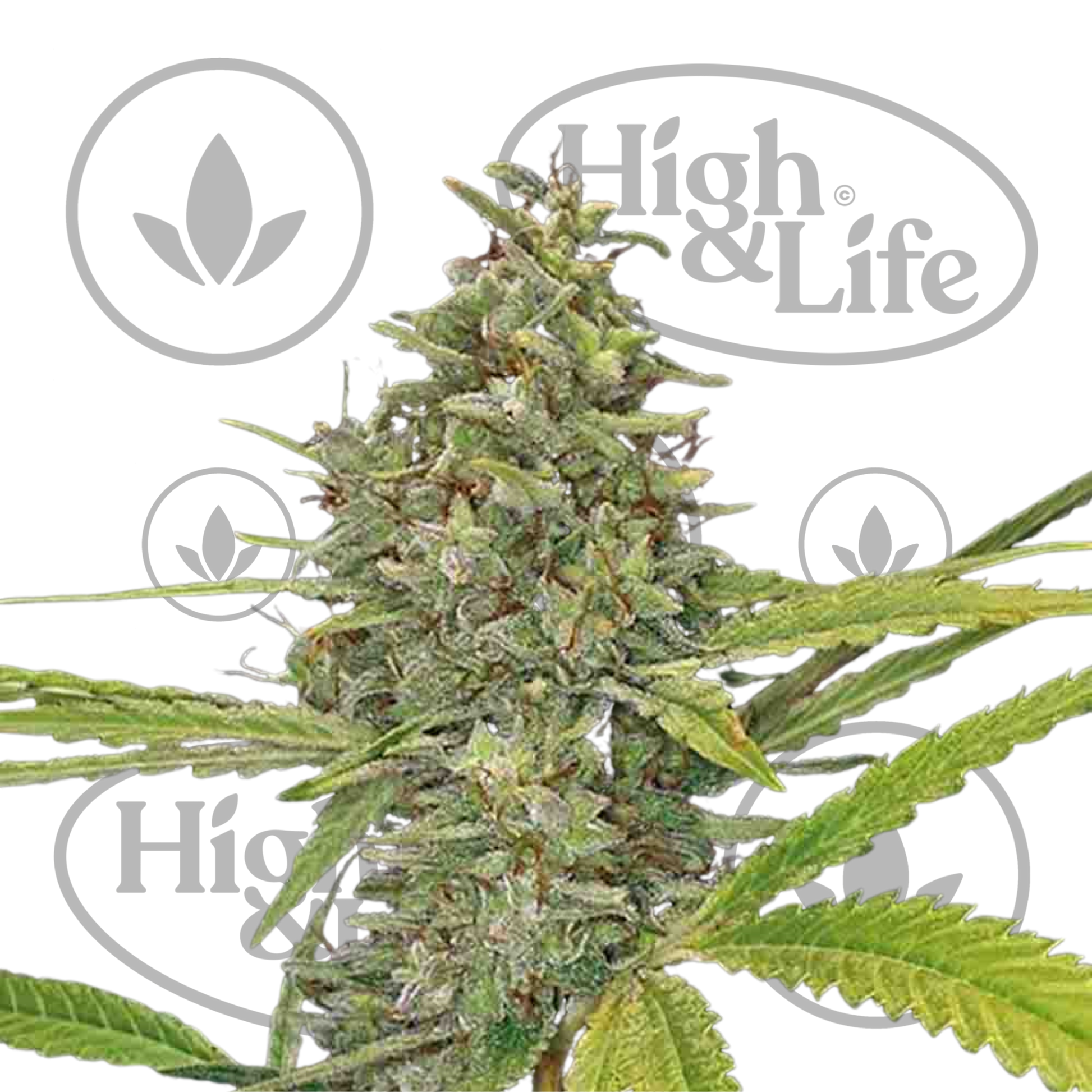 Osta G13 Haze kannabiksen siemenet High & Life Storesta