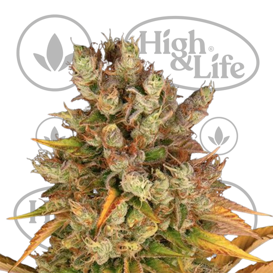 Osta GMO kannabiksen siemenet High & Life Storesta
