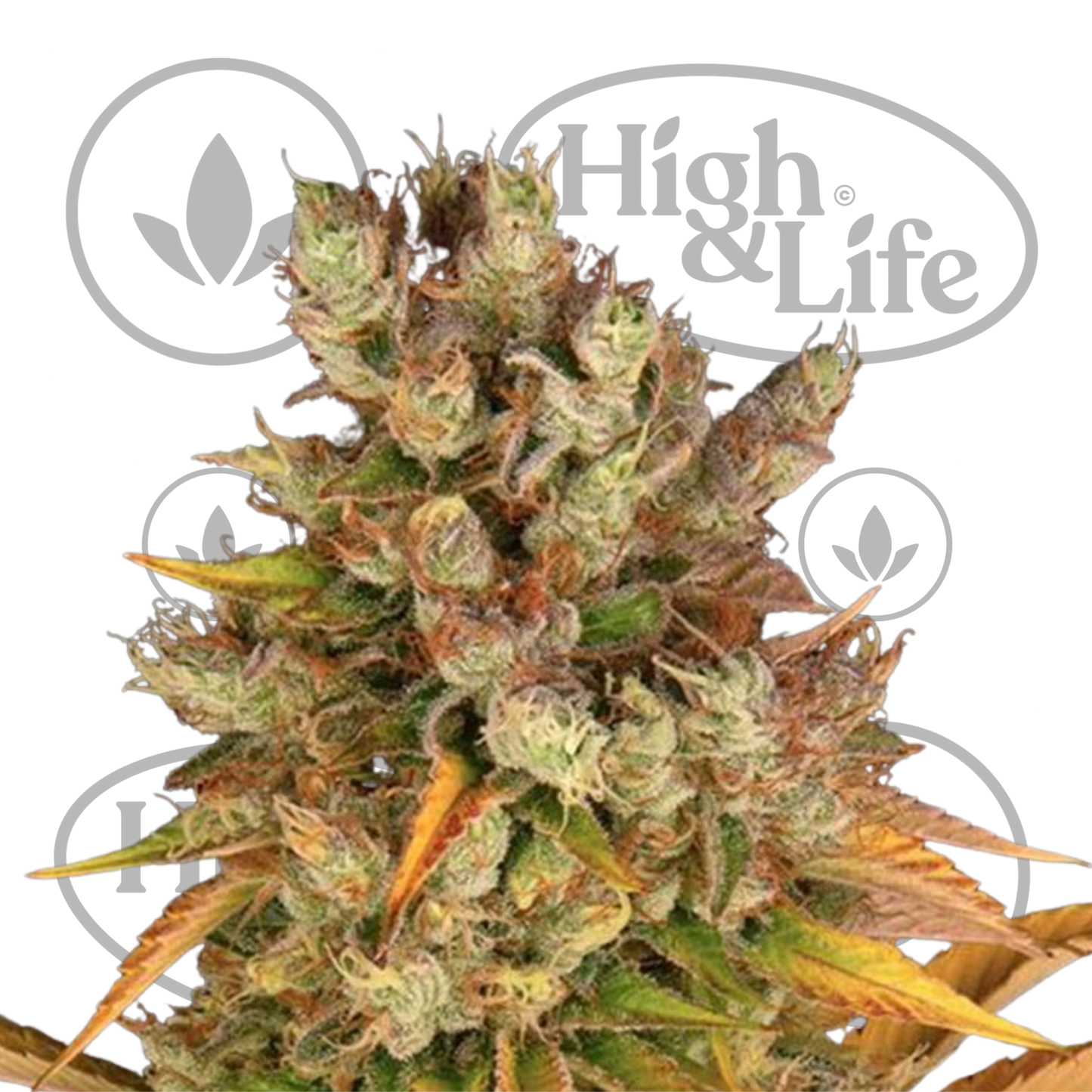 Osta GMO kannabiksen siemenet High & Life Storesta