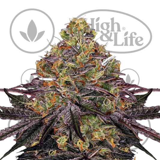 Osta Watermelon Zkittlez kannabiksen siemenet High & Life Storesta