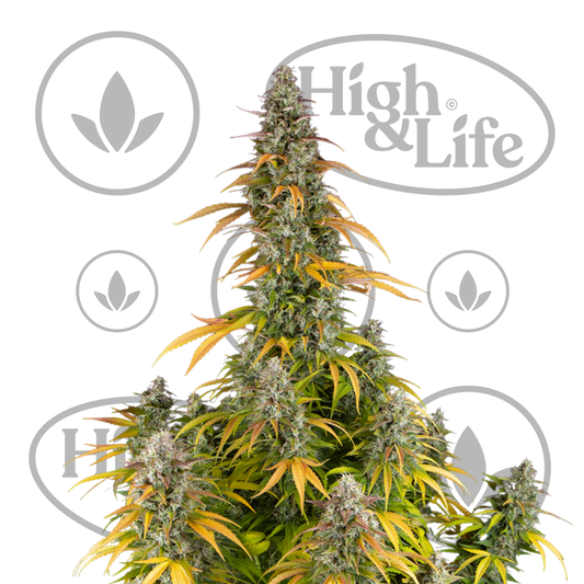 Osta Watermelon Zkittlez Auto kannabiksen siemenet High & Life Storesta