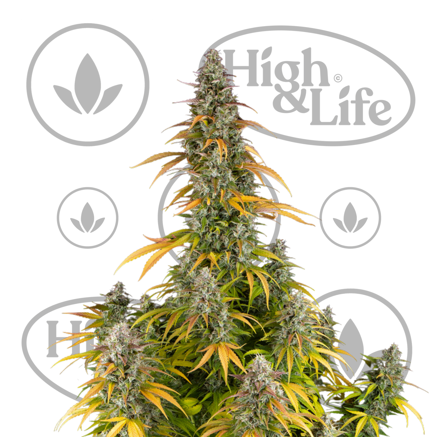 Osta Watermelon Zkittlez Auto kannabiksen siemenet High & Life Storesta