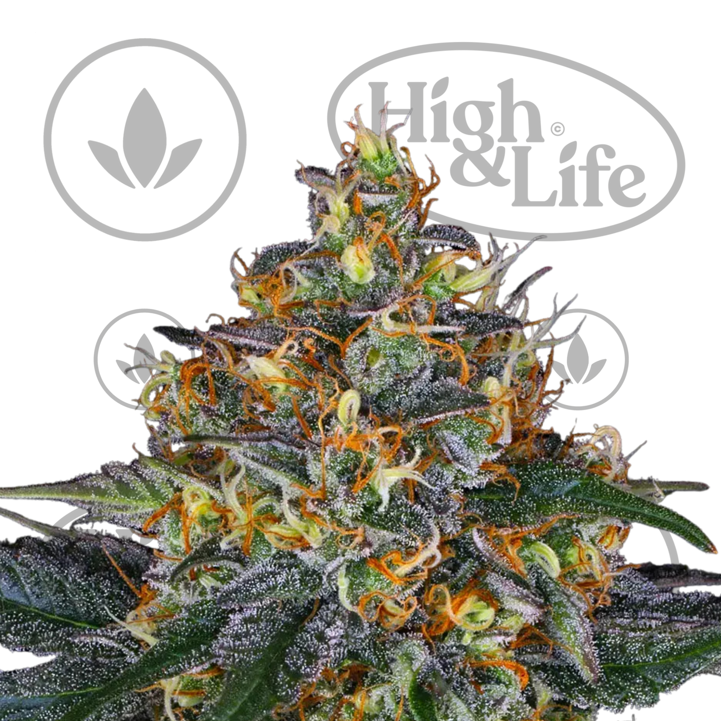 Osta Moby Dick Auto kannabiksen siemenet High & Life Storesta