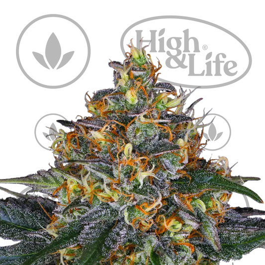 Osta Moby Dick Auto kannabiksen siemenet High & Life Storesta