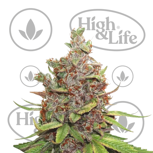 Osta Auto Glueberry OG kannabiksen siemenet High & Life Storesta