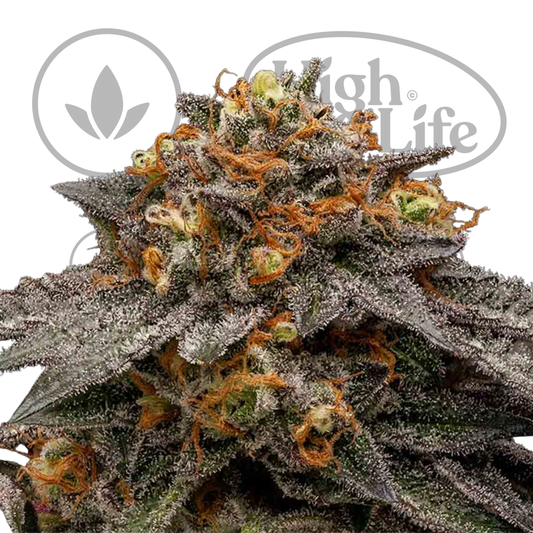 Osta Shimo kannabiksen siemenet High & Life Storesta