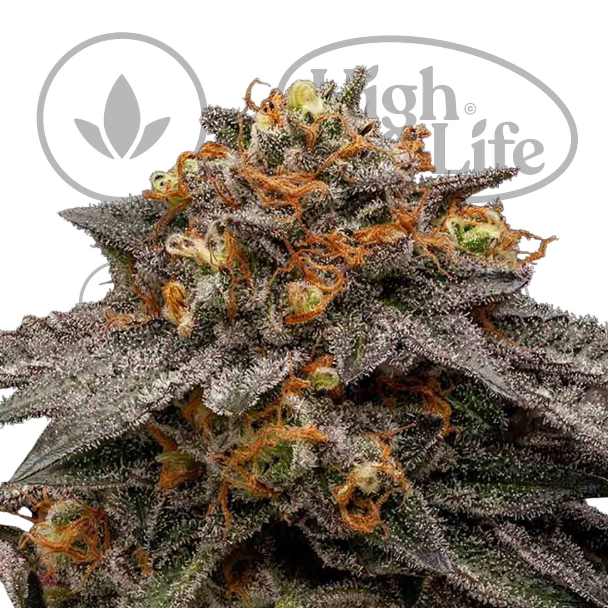 Osta Shimo kannabiksen siemenet High & Life Storesta