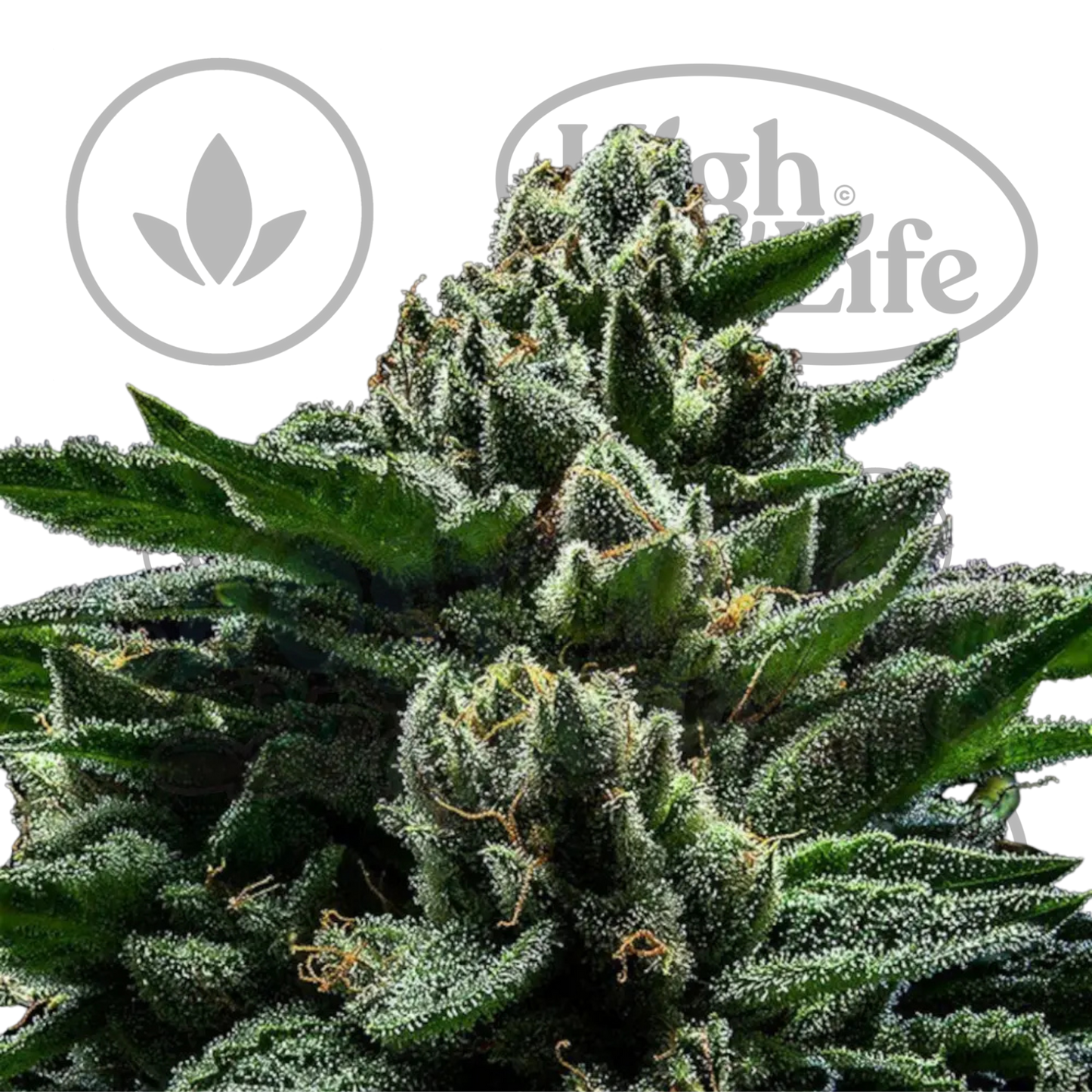 Osta DO-G kannabiksen siemenet High & Life Storesta