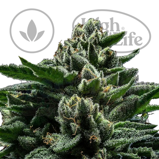 Osta DO-G kannabiksen siemenet High & Life Storesta