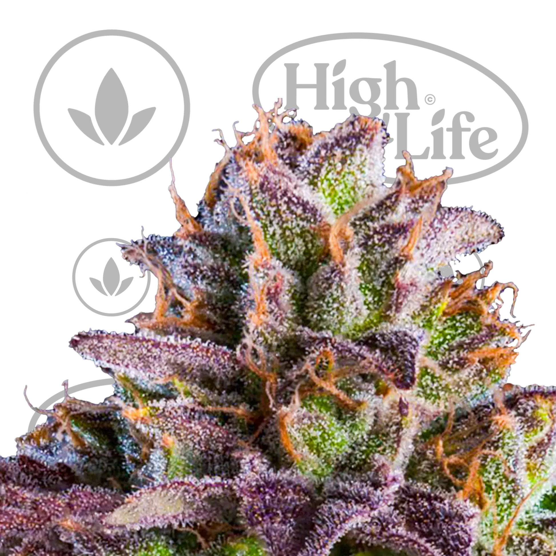 Osta KmintZ kannabiksen siemenet High & Life Storesta