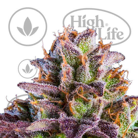 Osta KmintZ kannabiksen siemenet High & Life Storesta