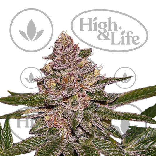 Osta Radical Juice kannabiksen siemenet High & Life Storesta
