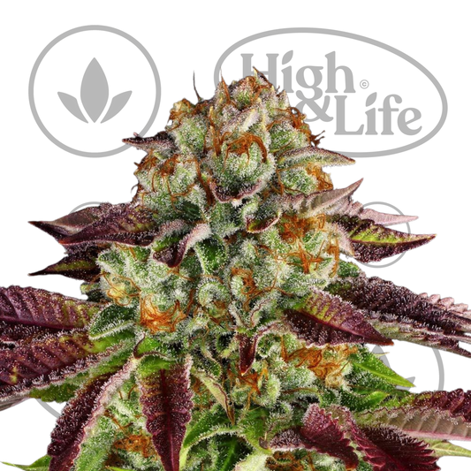 Osta Biscotti Mintz kannabiksen siemenet High & Life Storesta