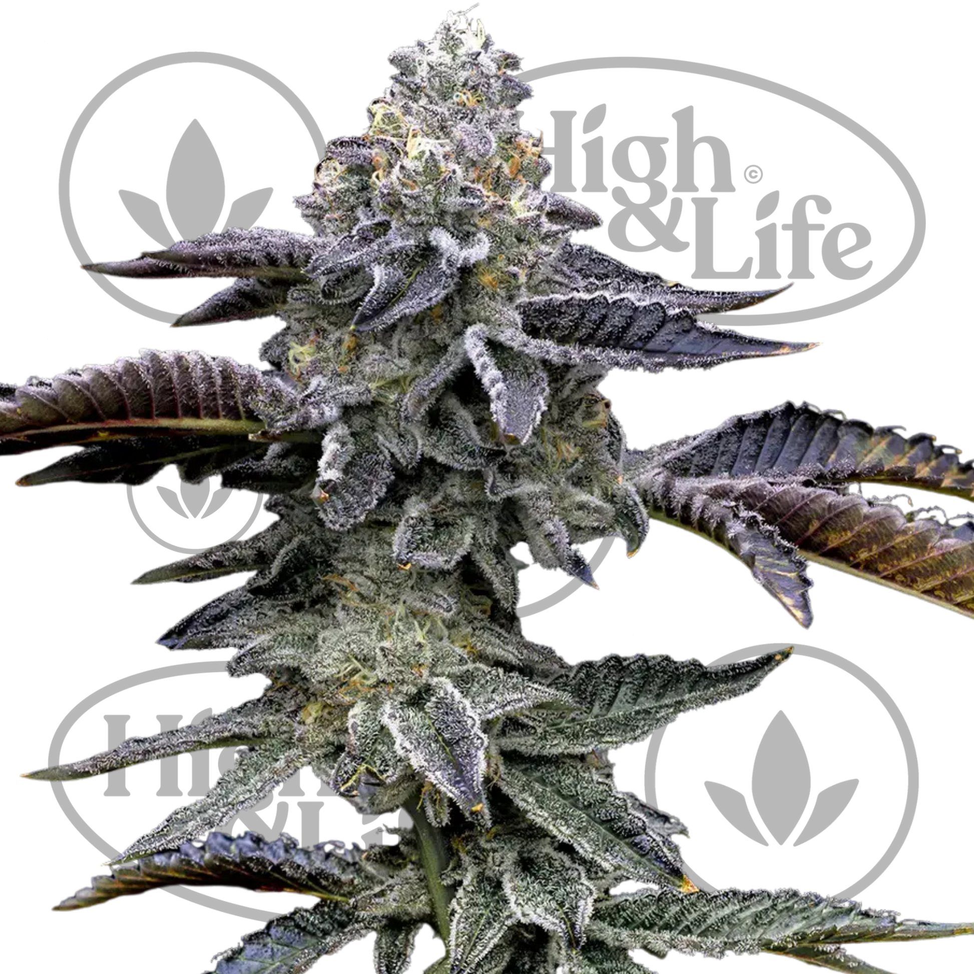 Osta Blue Dream kannabiksen siemenet High & Life Storesta