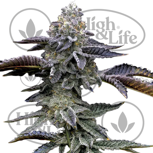 Osta Blue Dream kannabiksen siemenet High & Life Storesta